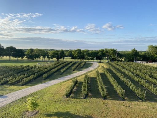 Aerial view of berry farm beautiful.jpeg